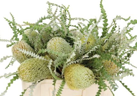 Banksia speciosa