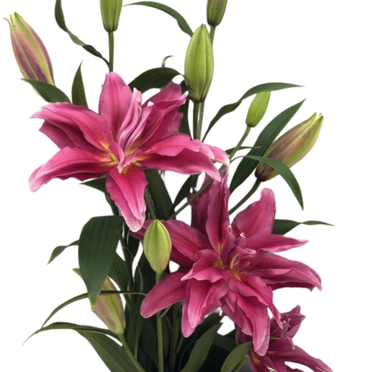 Lilium roselily elena