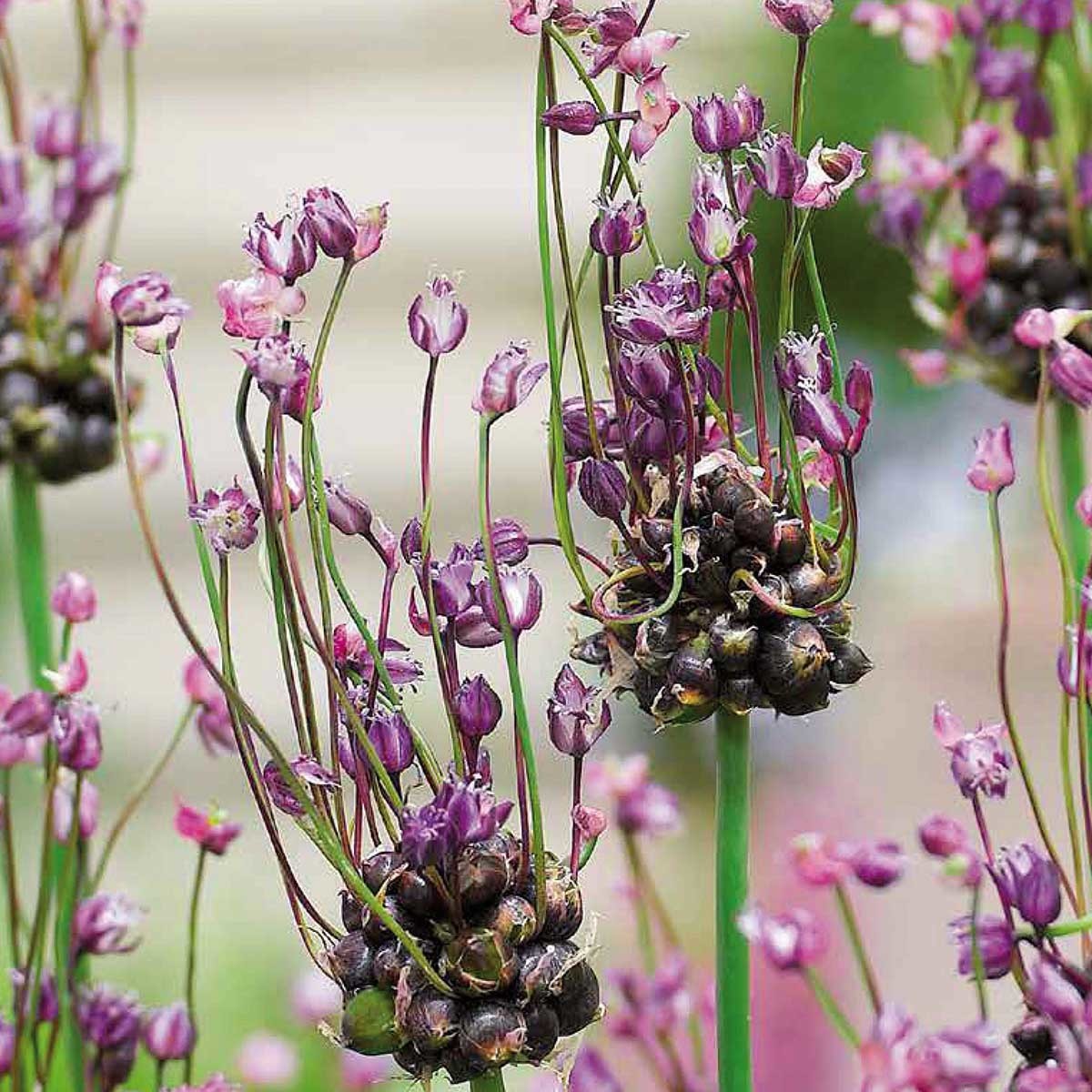 Allium art