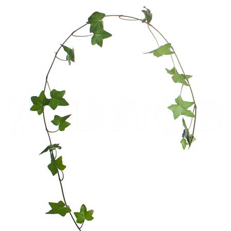 Hedera rank groen