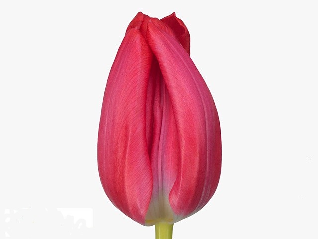 Tulip enkel frontline