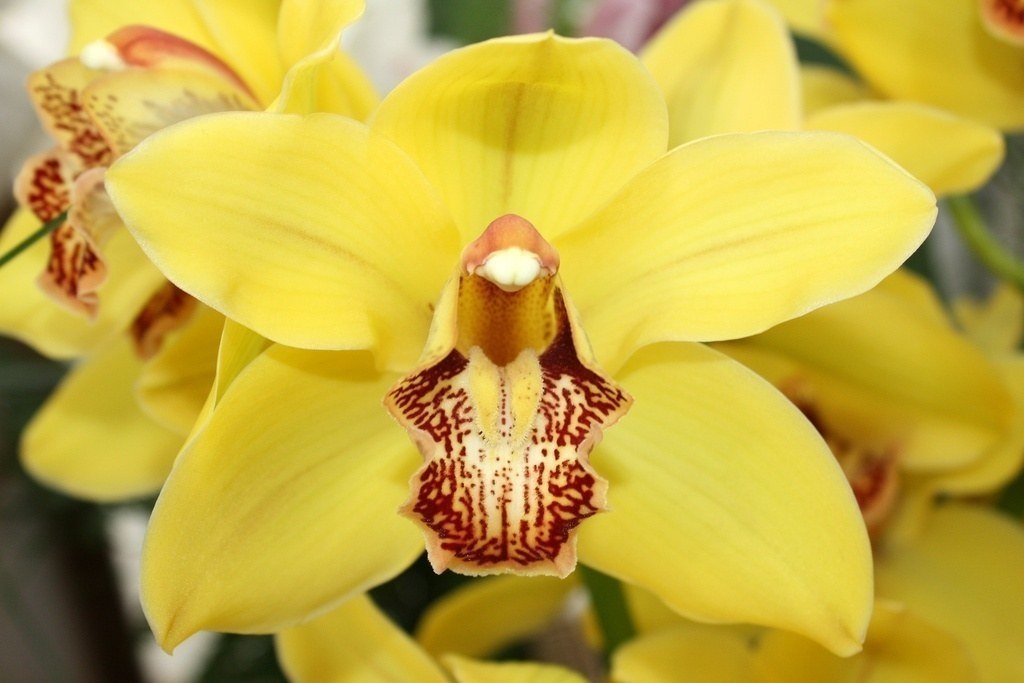 Cymbidium gold