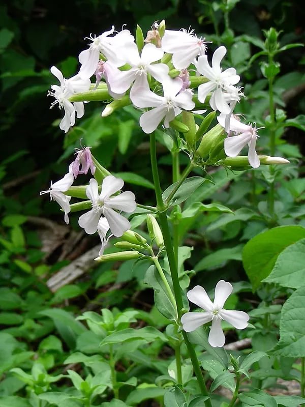 Saponaria wit