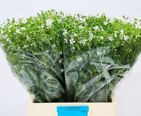 Saponaria wit