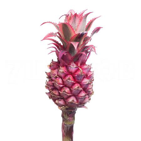 Ananas mini