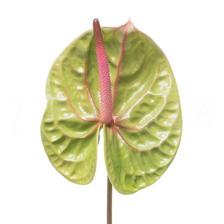 Anthurium verino