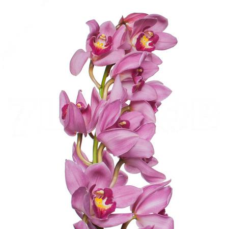 Цимбидиум милано