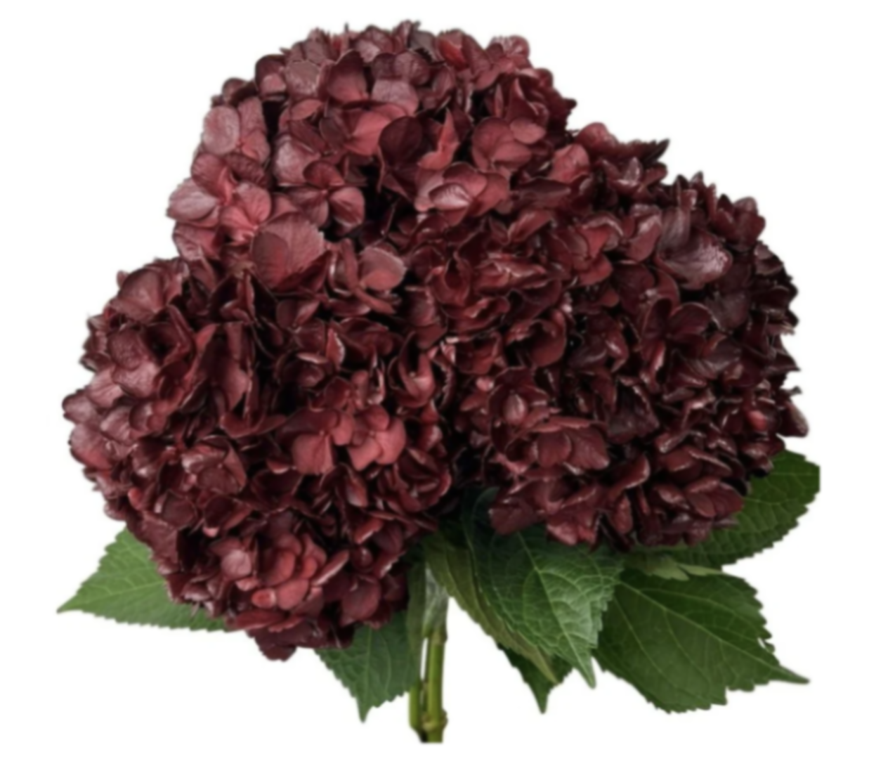 Hydrangea burgundy