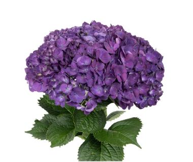 Гидрангия джамбо пепл