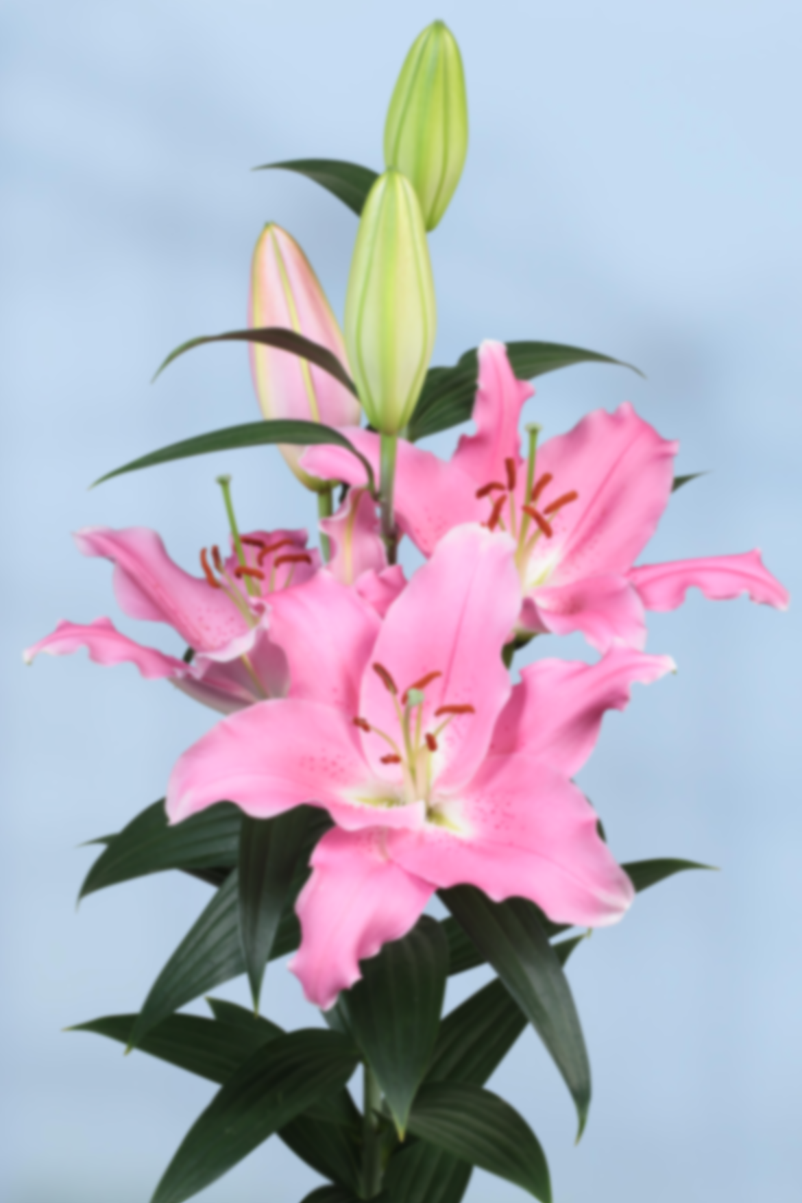 Lilium or vletter binasco