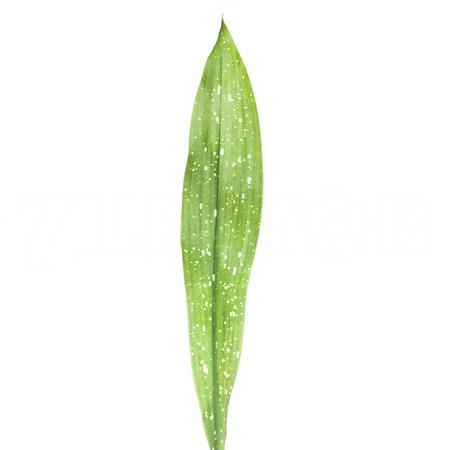 Blad Aspidistra milky way