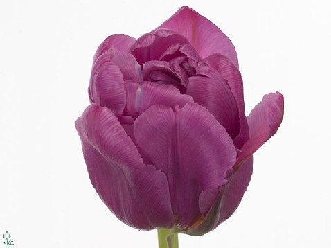 Тюльпан махровый розовый в Новосибирске