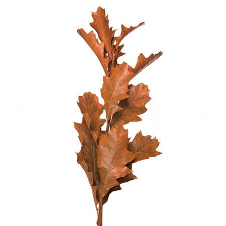 Листья Дуб краш. оранжевый в Москве