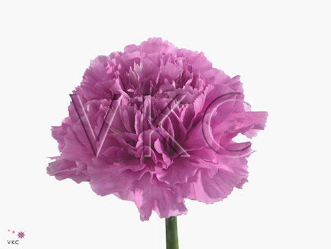 Carnation dark farida