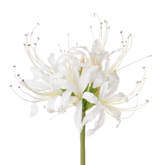 Нерине белая в Москве