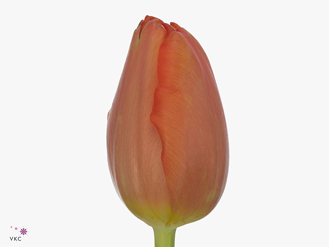 Tulip enkel palazzo