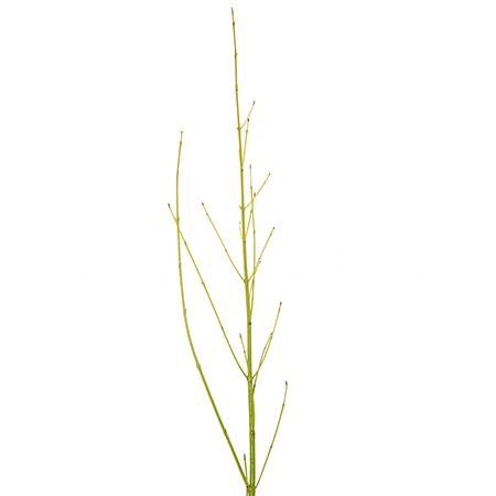 Branch Cornus flaviramea