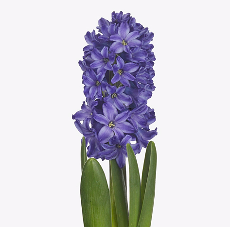 Гиацинт амаранта