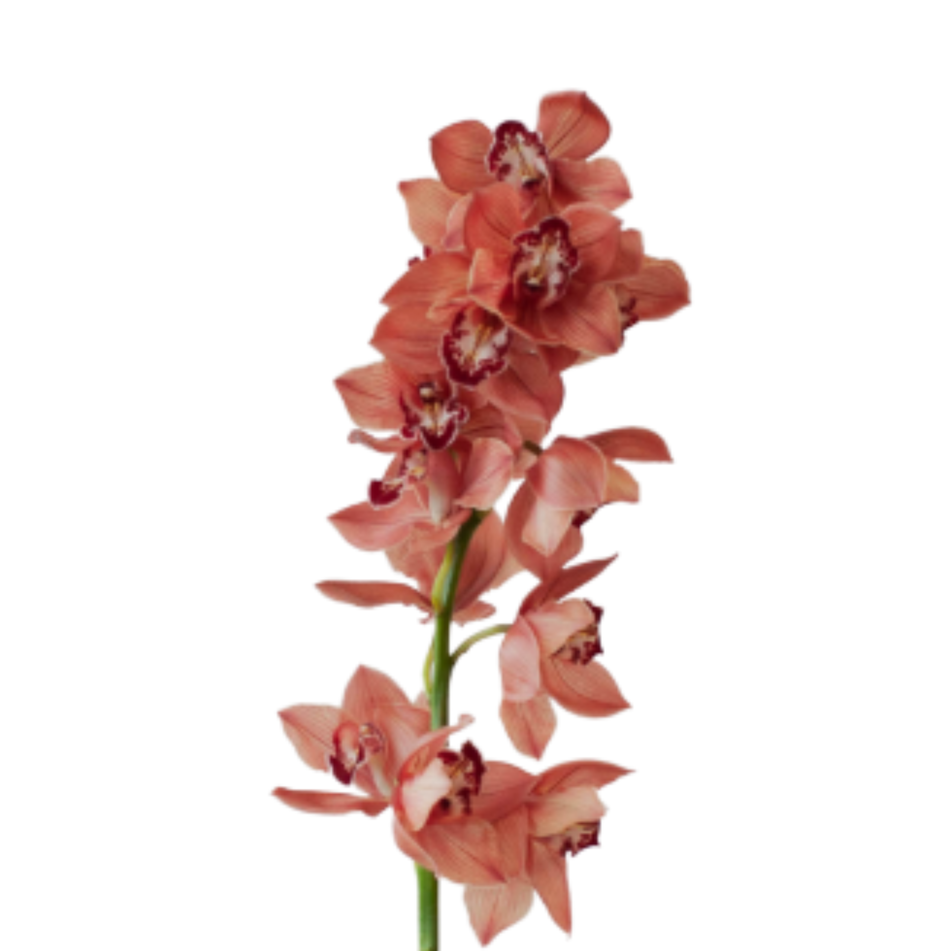 Цимбидиум бент в Москве