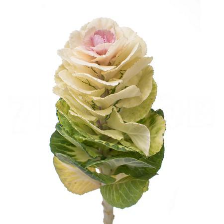 Брассика агатана в Москве