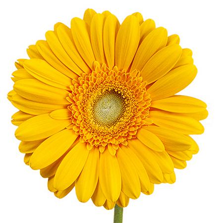 Гербера каптива в Москве