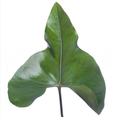 Blad Anthurium arrow