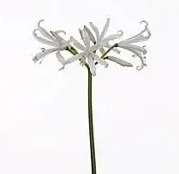 Nerine bianca-linja