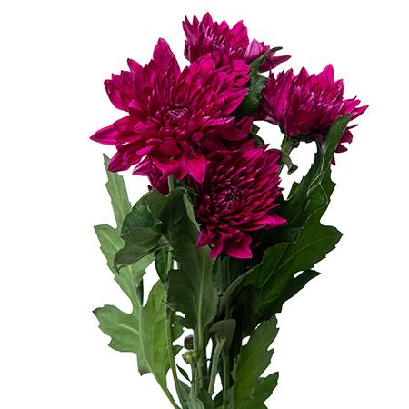 Хризантема куст данте пурпурный