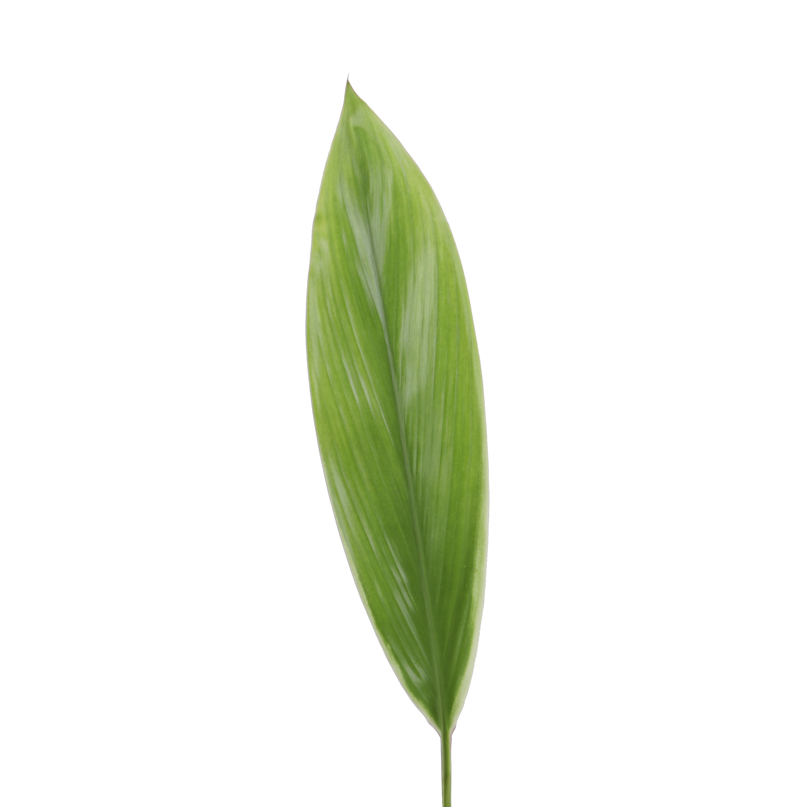 Листья корделина зеленый