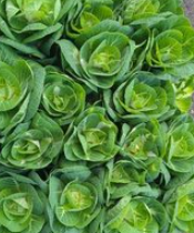 Брассика грин крейн