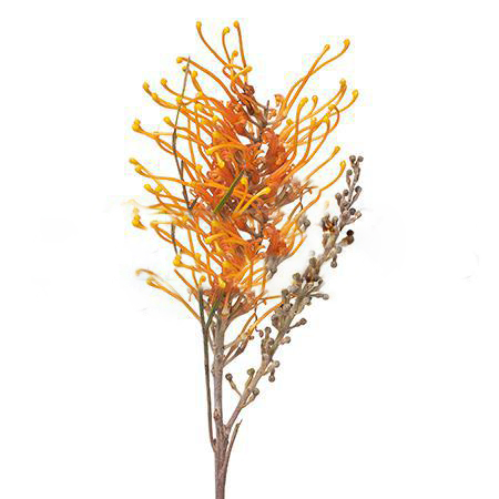 Гривиллея хани гем