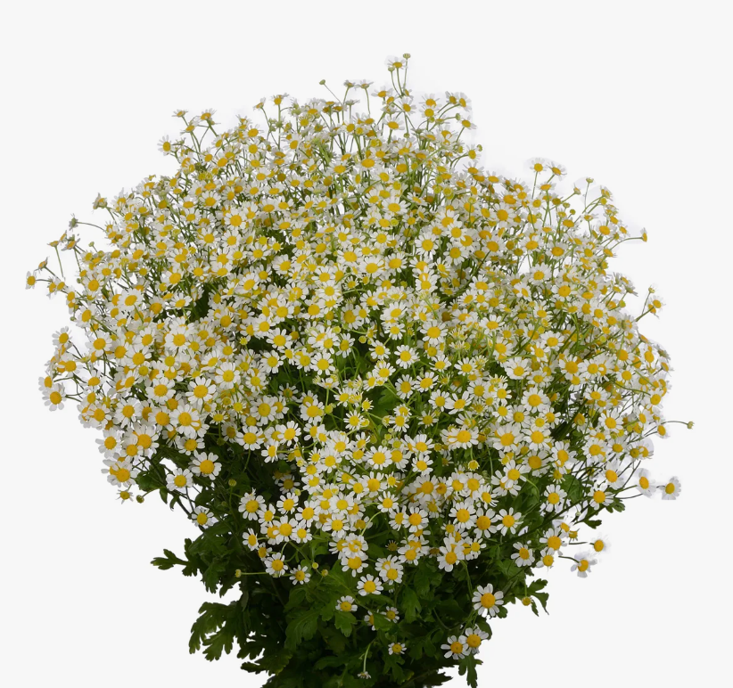 Танацетум микс