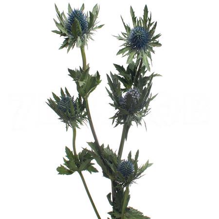 Eryngium apus questar