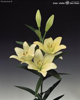 Лилия азиатская оранжевая