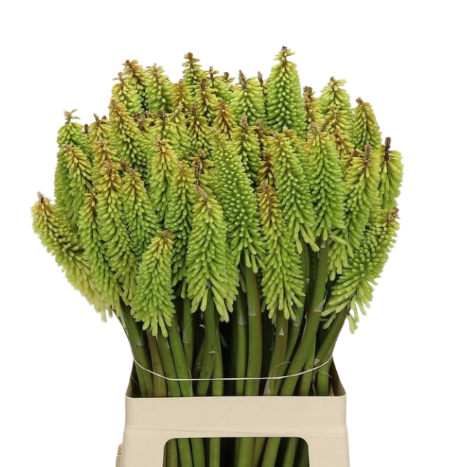 Книфофия айс куин в Новосибирске