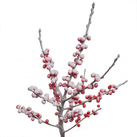 Ilex frosted snowy white