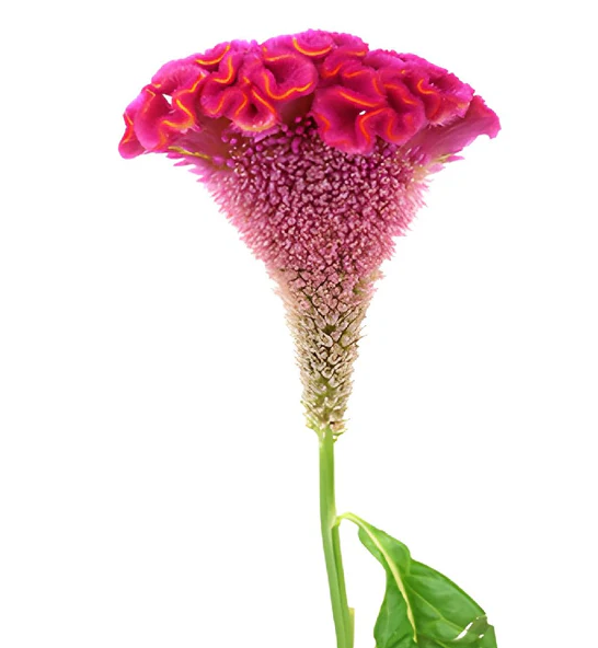 Celosia fuchsia