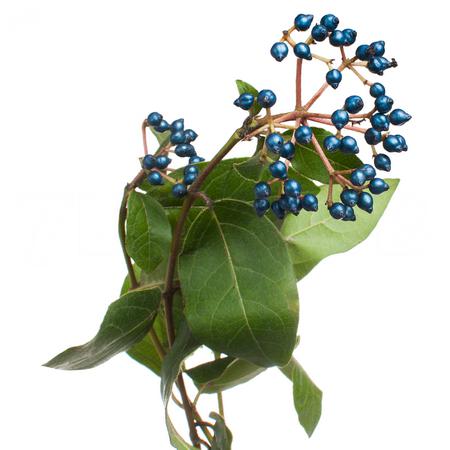 Viburnum metalberry