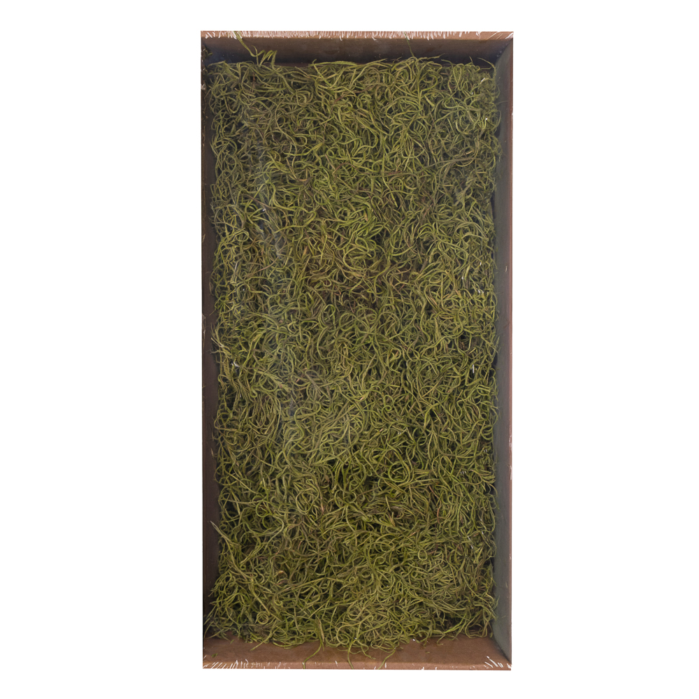 Тилландсия мос