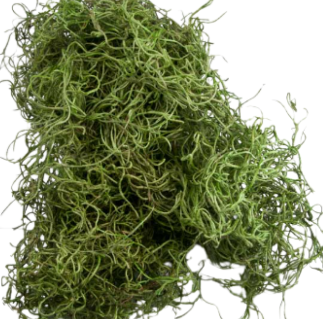 Тилландсия мос в Новосибирске