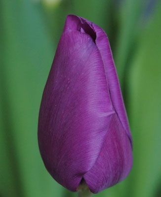 Tulip enkel angola