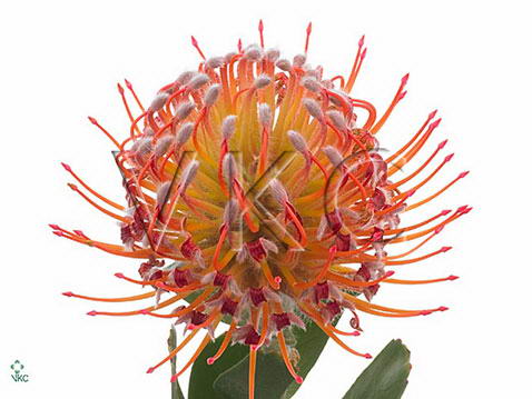 Нутан наоми