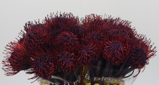 Leucospermum naomi