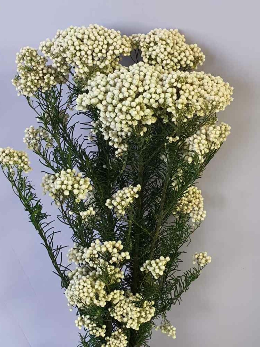 Ozothamnus reki snow