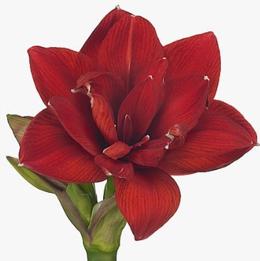 Амариллис махровый ред глори в Москве