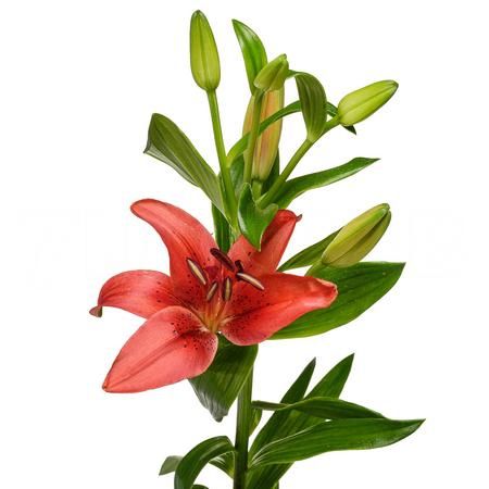 Лилия азиатская красная в Москве
