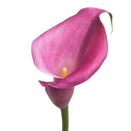 Zantedeschia capt. samba