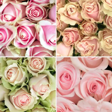 Роза однг светлый микс в Санкт-Петербурге