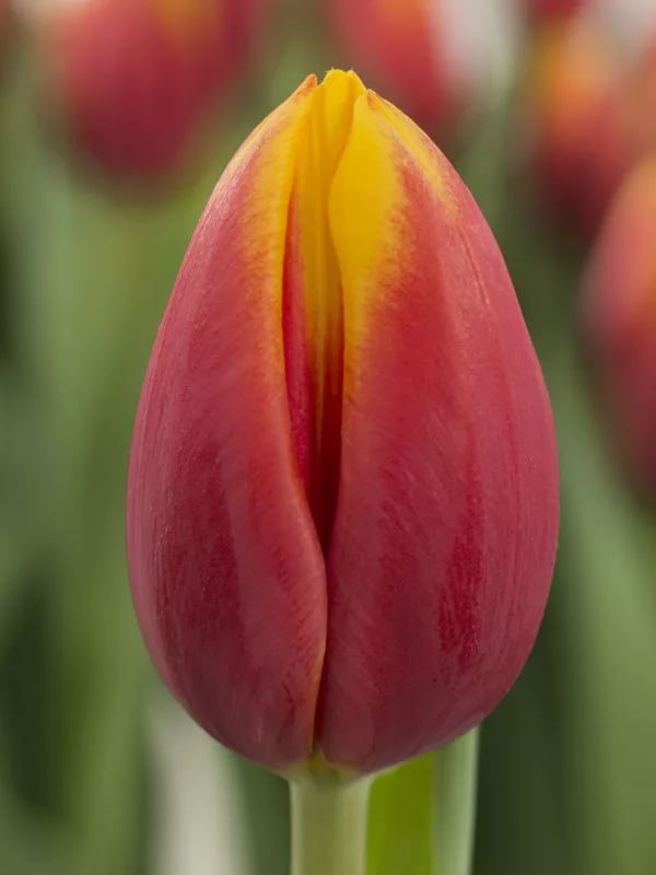 Тюльпан эн тропикана в Новосибирске