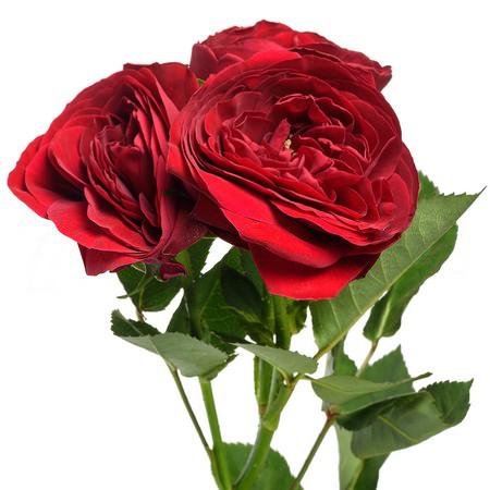 Роза тр руби джем